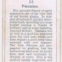 Wills Cigarette Card Garden Flowers #33 Paeonies Peonies