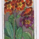 Wills Cigarette Card Garden Flowers #36 Polyanthus