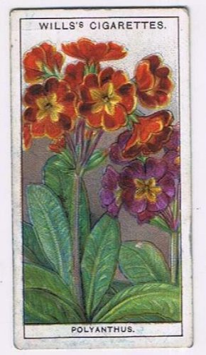 Wills Cigarette Card Garden Flowers #36 Polyanthus