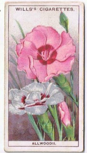 Wills Cigarette Card Garden Flowers #1 Allwoodii