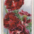 Wills Cigarette Card Garden Flowers #12 Chinese Pink