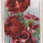 Wills Cigarette Card Garden Flowers #12 Chinese Pink