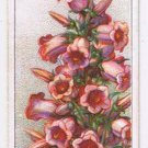 Wills Cigarette Card Garden Flowers #10 Canterbury Bell