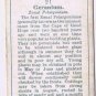 Wills Cigarette Card Garden Flowers #21 Geranium
