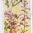 Wills Cigarette Card Wild Flowers #5 Common Fumitory
