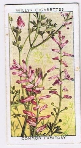 Wills Cigarette Card Wild Flowers #5 Common Fumitory