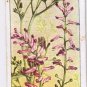Wills Cigarette Card Wild Flowers #5 Common Fumitory