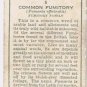 Wills Cigarette Card Wild Flowers #5 Common Fumitory