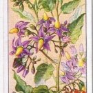 Wills Cigarette Card Wild Flowers #24 Woody Nightshade