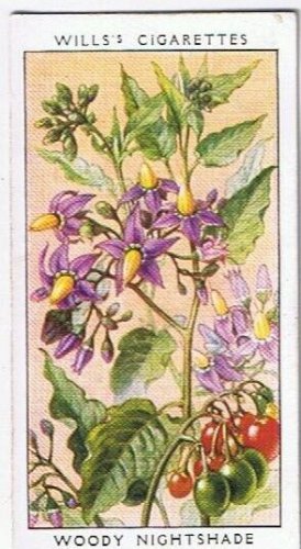 Wills Cigarette Card Wild Flowers #24 Woody Nightshade