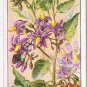 Wills Cigarette Card Wild Flowers #24 Woody Nightshade