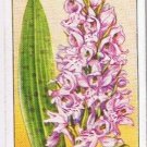 Wills Cigarette Card Wild Flowers #29 Spotted Orchis
