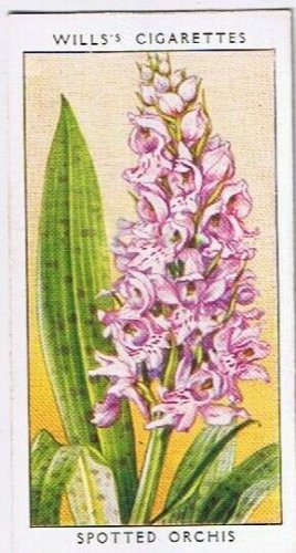Wills Cigarette Card Wild Flowers #29 Spotted Orchis