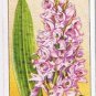 Wills Cigarette Card Wild Flowers #29 Spotted Orchis