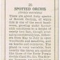 Wills Cigarette Card Wild Flowers #29 Spotted Orchis