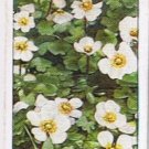 Wills Cigarette Card Wild Flowers #2 Water Crowfoot
