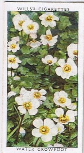 Wills Cigarette Card Wild Flowers #2 Water Crowfoot