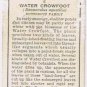 Wills Cigarette Card Wild Flowers #2 Water Crowfoot