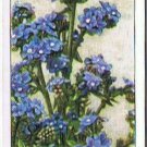 Wills Cigarette Card Garden Flowers #2 Anchusa Bluebird