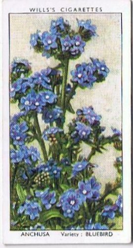 Wills Cigarette Card Garden Flowers #2 Anchusa Bluebird