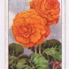 Wills Cigarette Card Garden Flowers #7 Begonia