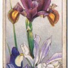 Wills Cigarette Card Garden Flowers #41 Spanish & Dutch Irises
