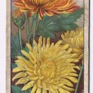 Wills Cigarette Card Garden Flowers #13 Chrysanthemums