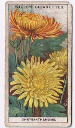 Wills Cigarette Card Garden Flowers #13 Chrysanthemums