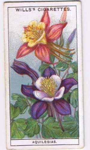 Wills Cigarette Card Garden Flowers #4 Columbines Aquilegias