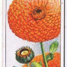 Wills Cigarette Card Garden Flowers #8 Calendula Scotch Marigold