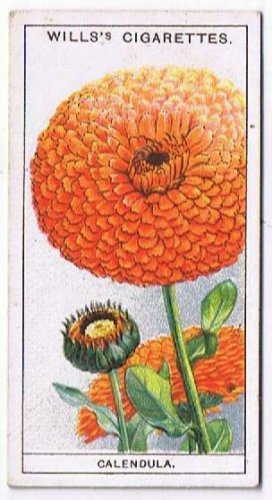 Wills Cigarette Card Garden Flowers #8 Calendula Scotch Marigold