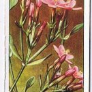 Wills Cigarette Card Wild Flowers #29 Centaury Gentian Family