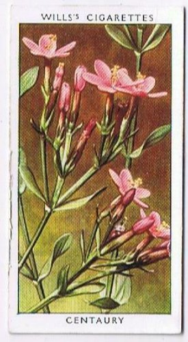 Wills Cigarette Card Wild Flowers #29 Centaury Gentian Family