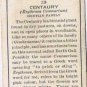 Wills Cigarette Card Wild Flowers #29 Centaury Gentian Family