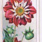 Wills Cigarette Card Garden Flowers #16 Dahlia