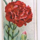 Wills Cigarette Card Garden Flowers #11 Carnation