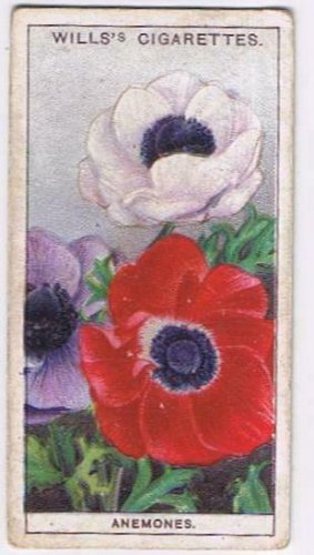 Wills Cigarette Card Garden Flowers #2 Anemones