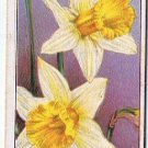 Wills Cigarette Card Garden Flowers #15 Daffodil