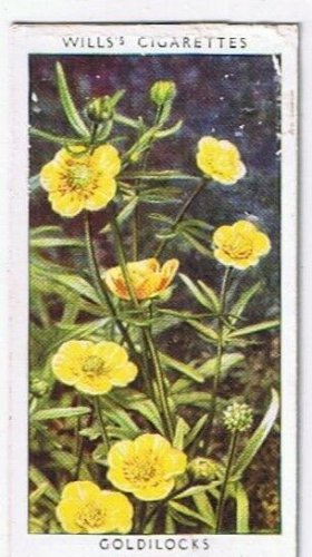 Wills Cigarette Card Wild Flowers #3 Goldilocks