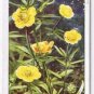 Wills Cigarette Card Wild Flowers #3 Goldilocks