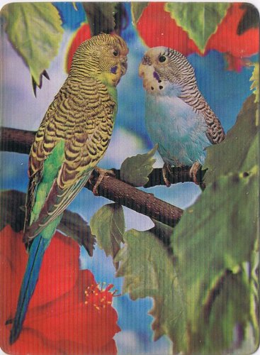 Postcard 3D Lenticular Parakeets Gossiping Friends
