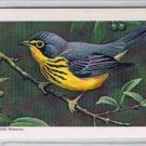 Brooke Bond Red Rose Tea Card #31 Canada Warbler Canadian American Songbirds