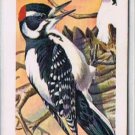 Brooke Bond Red Rose Tea Card #7 Hairy Woodpecker Canadian American Songbird