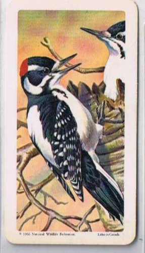 Brooke Bond Red Rose Tea Card #7 Hairy Woodpecker Canadian American Songbird
