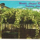 Arizona Postcard Tombstone World's Largest Rose Tree Lady Banksia Rose Tree Inn