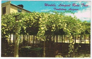 Arizona Postcard Tombstone World's Largest Rose Tree Lady Banksia Rose Tree Inn
