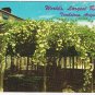 Arizona Postcard Tombstone World's Largest Rose Tree Lady Banksia Rose Tree Inn