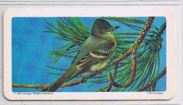 Brooke Bond Red Rose Tea Card #12 Western Wood Pewee Canadian American Songbirds