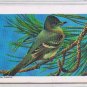 Brooke Bond Red Rose Tea Card #12 Western Wood Pewee Canadian American Songbirds