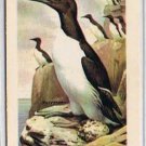 Brooke Bond Red Rose Tea Card #43 Common Murre Birds Of North America